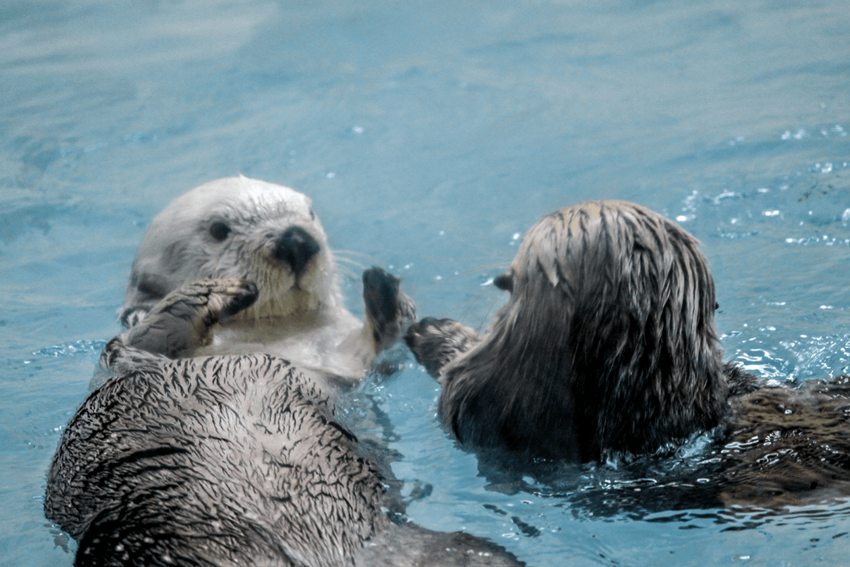 鳥羽水族館のラッコ
